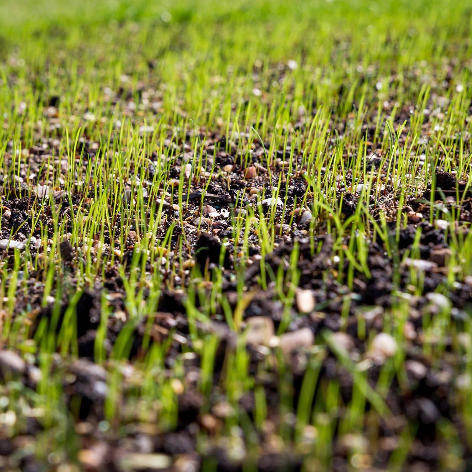 Greenscape Grass Seed