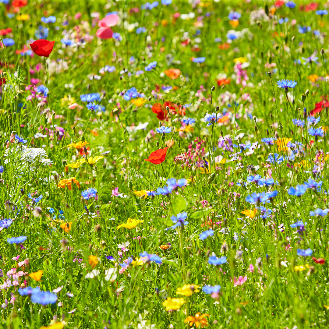 Wild Flower Seed